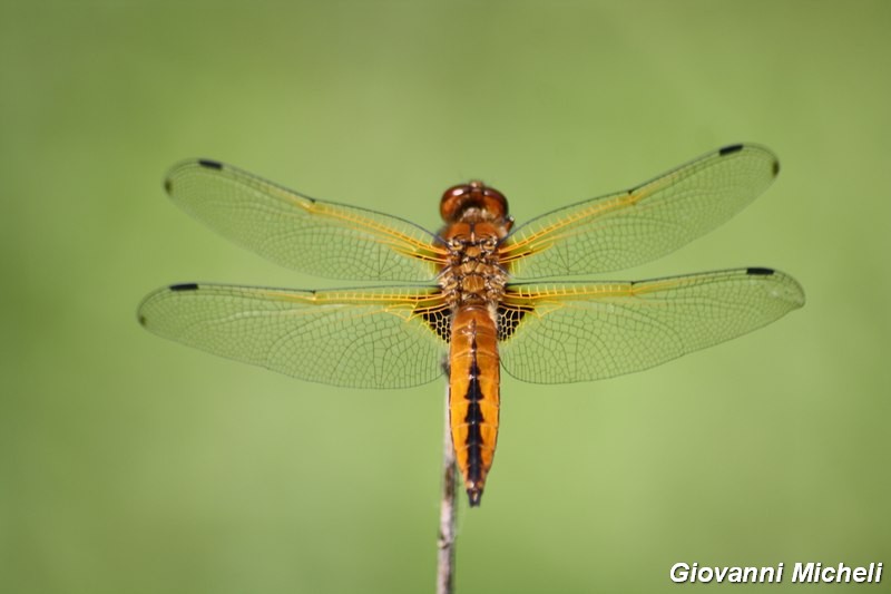 Serie di Libellulidae del Parco del Ticino